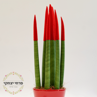 Sansevieria Plant