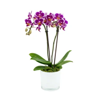 סחלב מיקרו סגול לבן