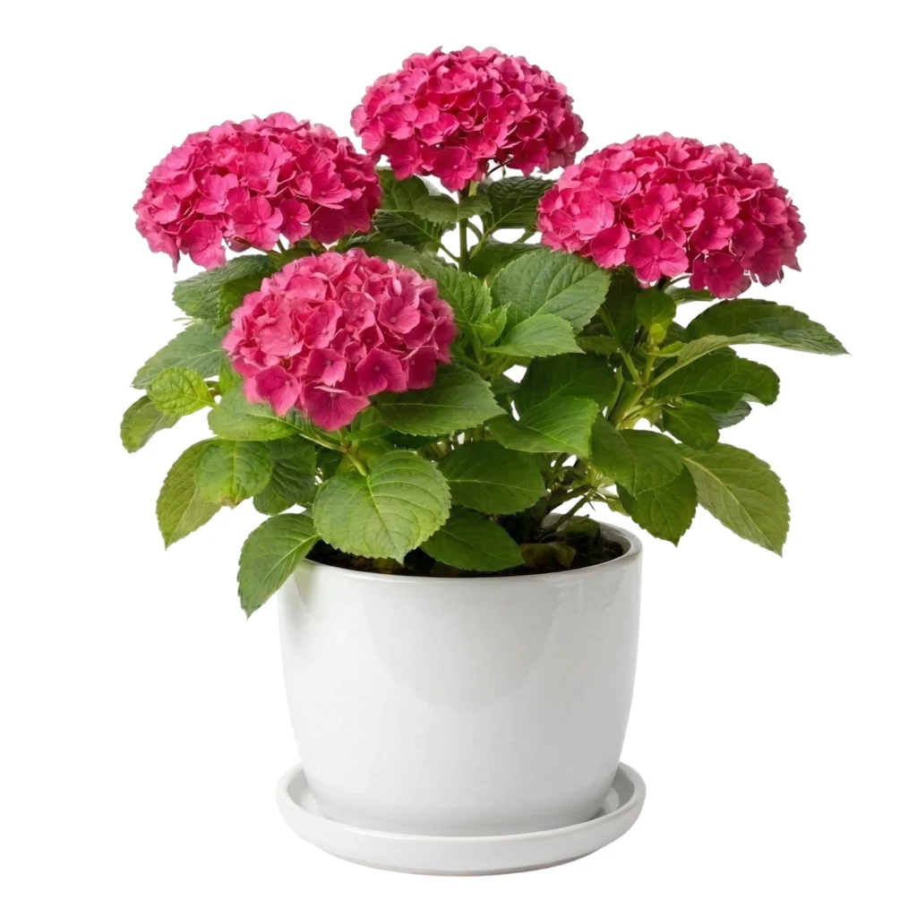 הורטנציה אדומה בכלי לבן