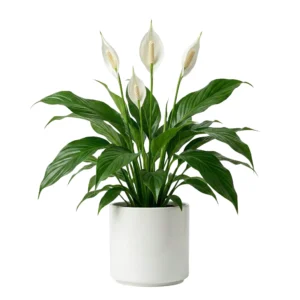 עציץ ספטיפיליום לבן שולחני