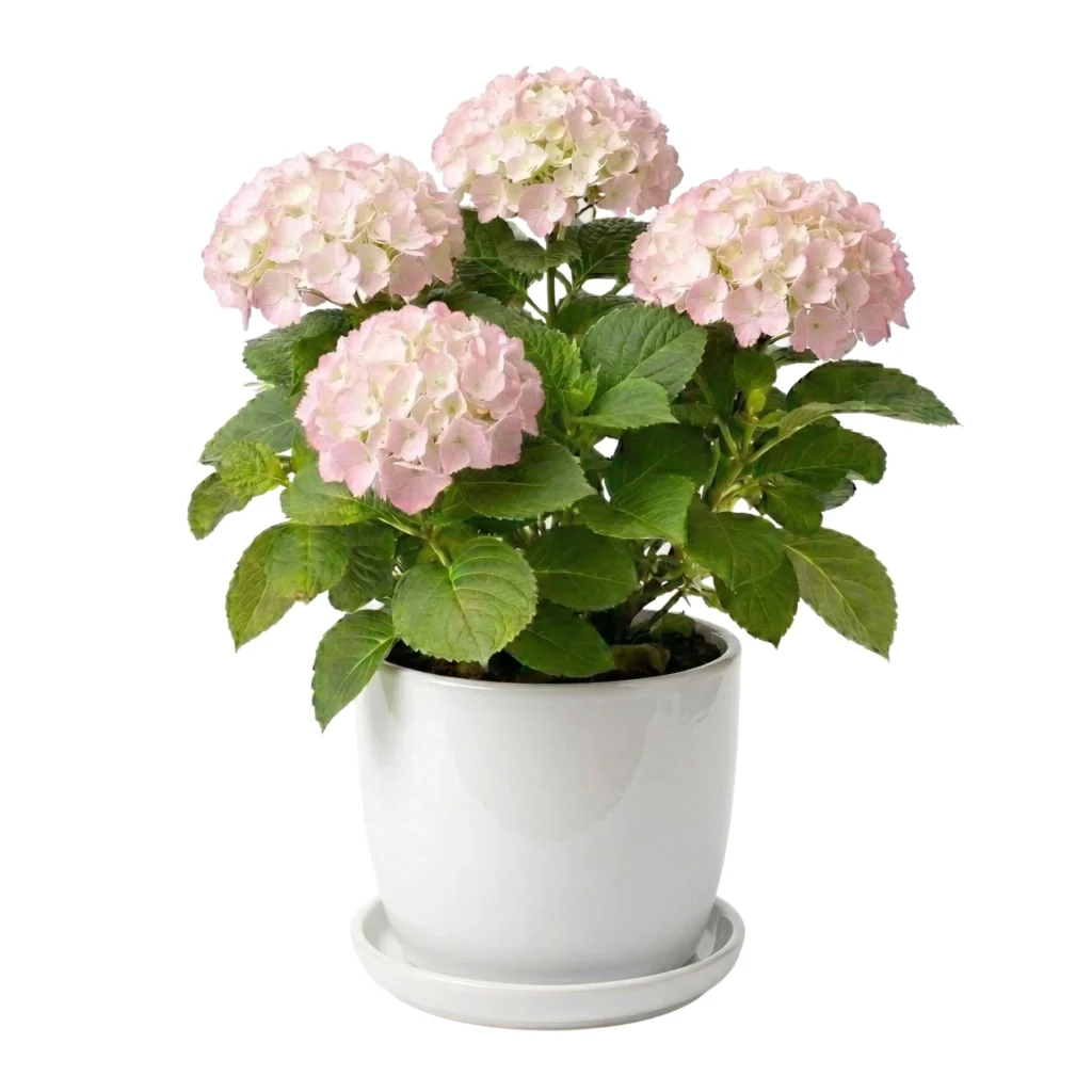 הורטנציה ורודה בכלי לבן