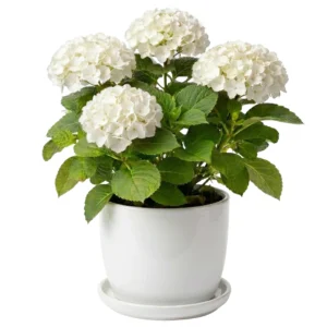 הורטנציה לבנה בכלי לבן