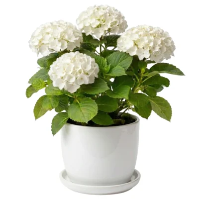 White Hydrangea Plant with Pot