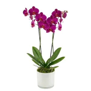 סחלב שני ענפים ורוד סגול + כלי