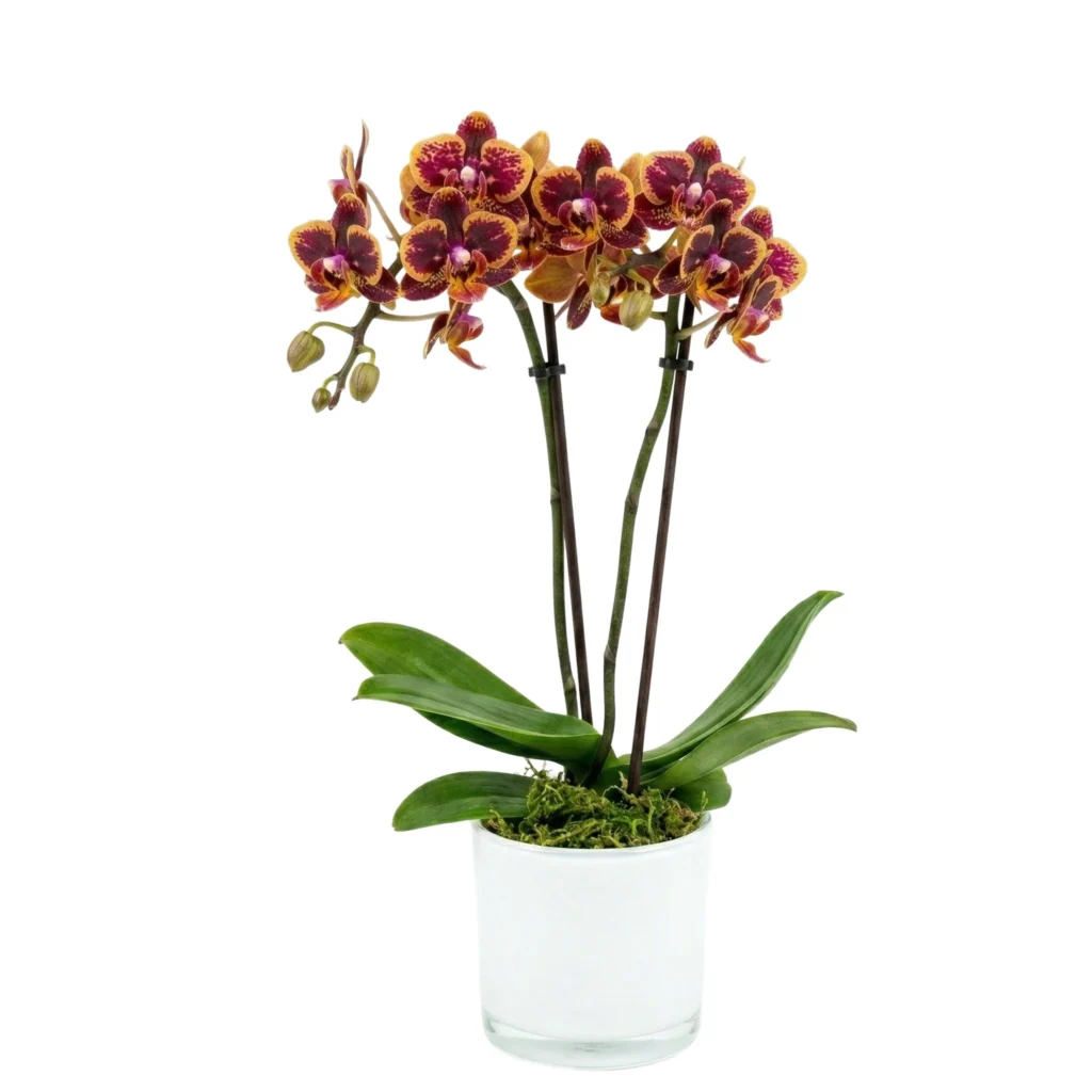 סחלב מיקרו סגול צהוב