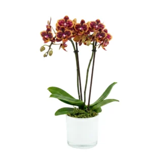 סחלב מיקרו סגול צהוב