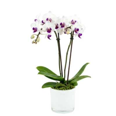 Micro Orchid in Purple and White Shades with Pot