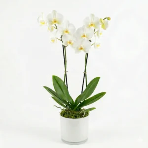 סחלב לבן שני ענפים