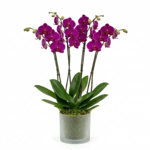 סחלב סגול 4 ענפים בכלי