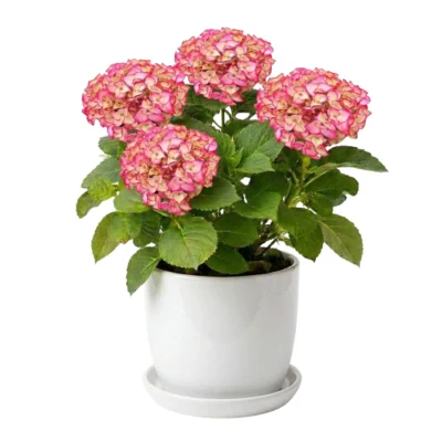 Special White and Pink Hydrangea Plant with Pot