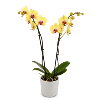 Two-Stem Orchid in Banana Punch and Purple in a Pot